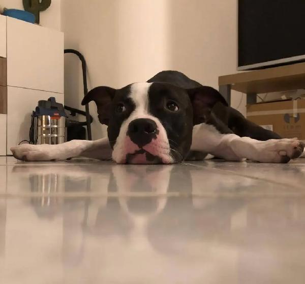 Jager Pitbull splendido 5anni padrone deceduto! SUD Foto 2